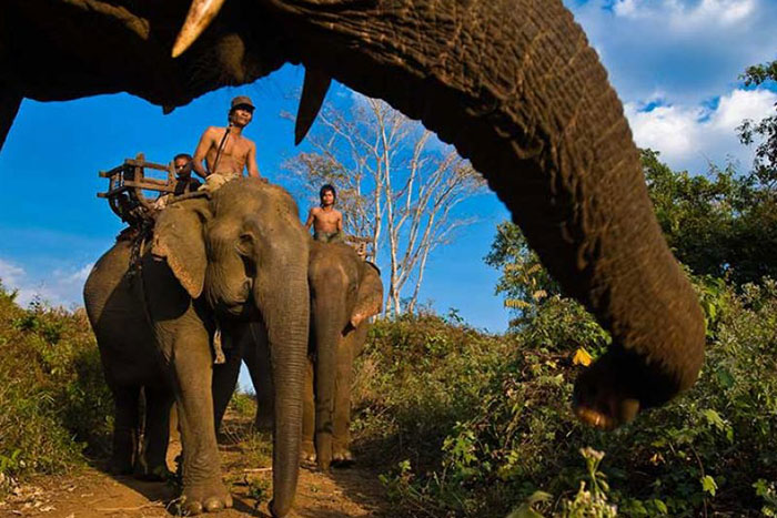 top choses à voir ratanakiri cambodge balade éléphant